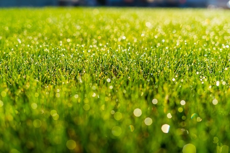 Summer Lawn Watering Guide: When, How Much, and How Often